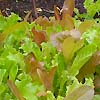 Lettuce Italian Lolo Mix 